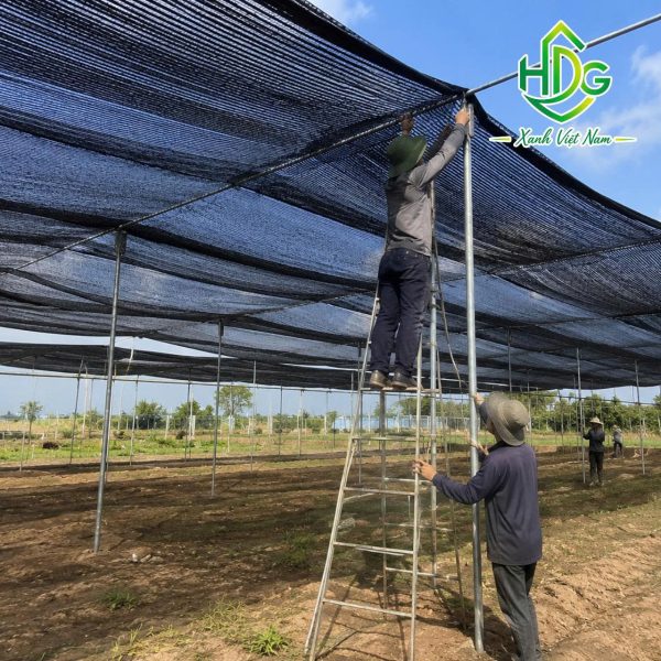 album lưới thái 70%