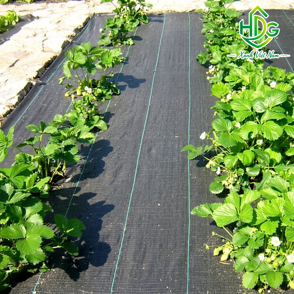Bạt Trải Diệt Cỏ Thái Lan