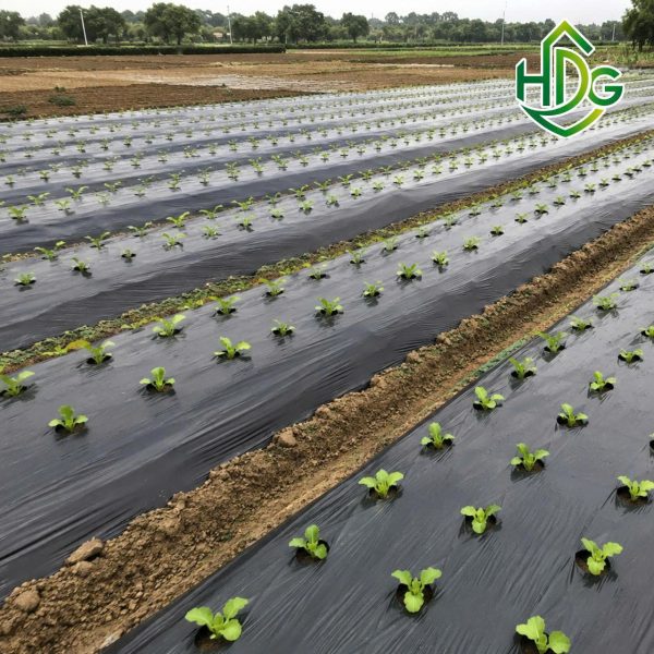 Cuộn màng phủ nông nghiệp 18 mic ứng dụng
