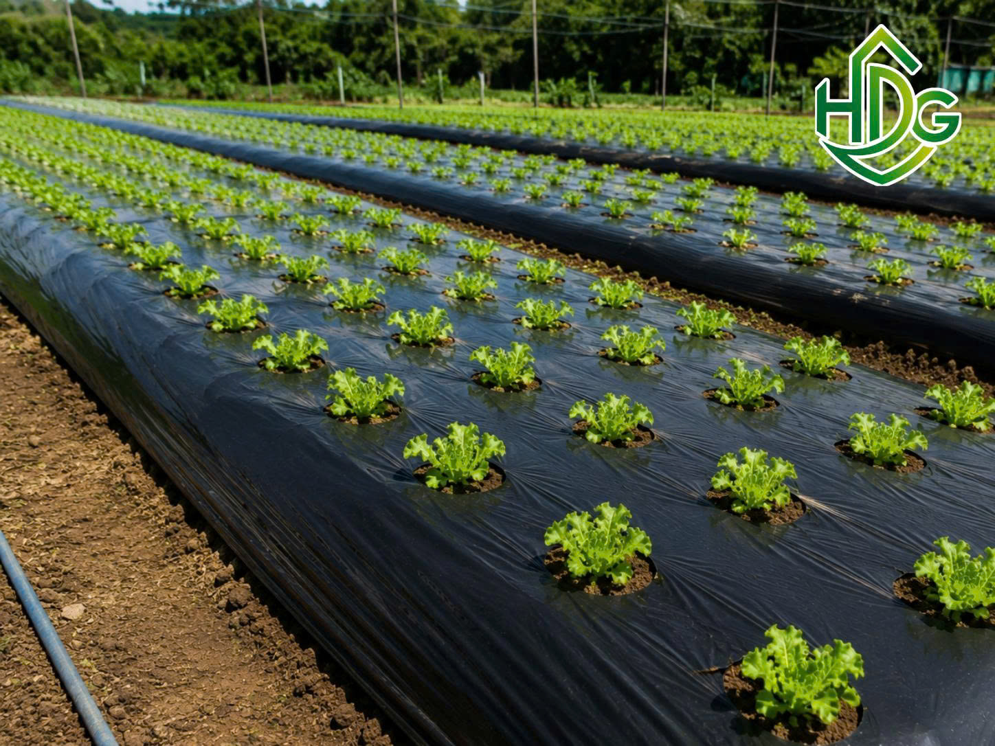 ứng dụng màng phủ nông nghiệp 18 mic