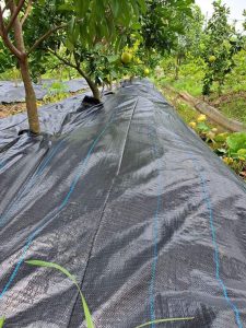 Bạt trải diệt cỏ