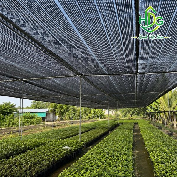 album lưới thái 90%