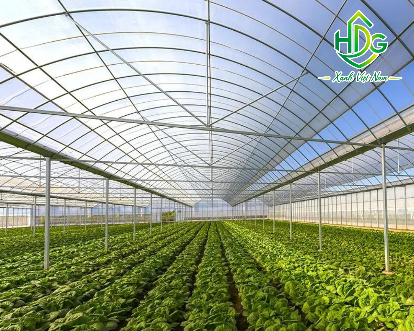 Ứng dụng màng nhà kính Ginegar Israel