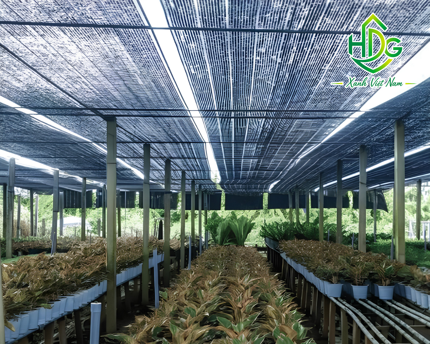 Ứng dụng lưới che nắng Thái Lan 50%
