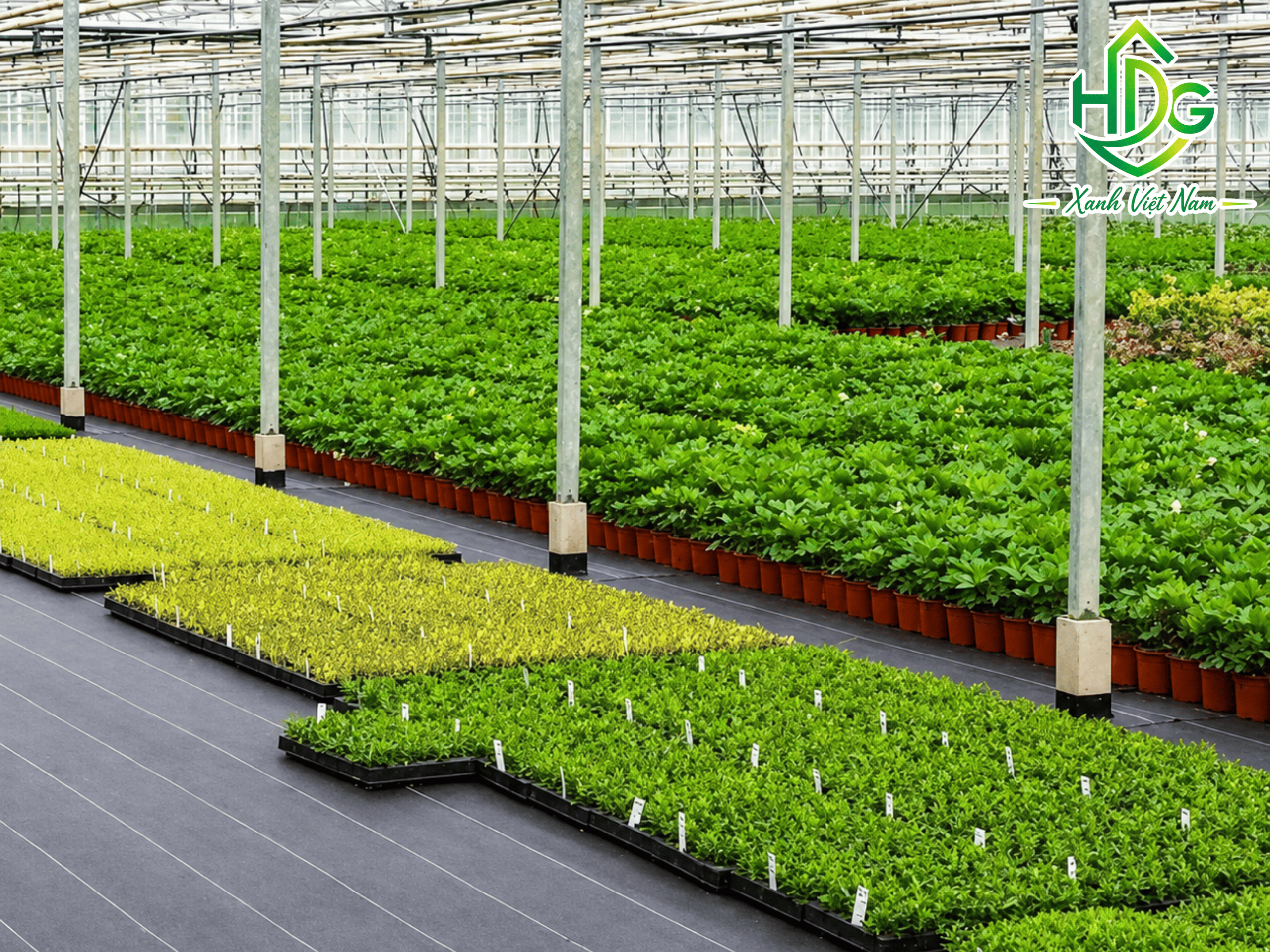 Trồng hoa và cây cảnh