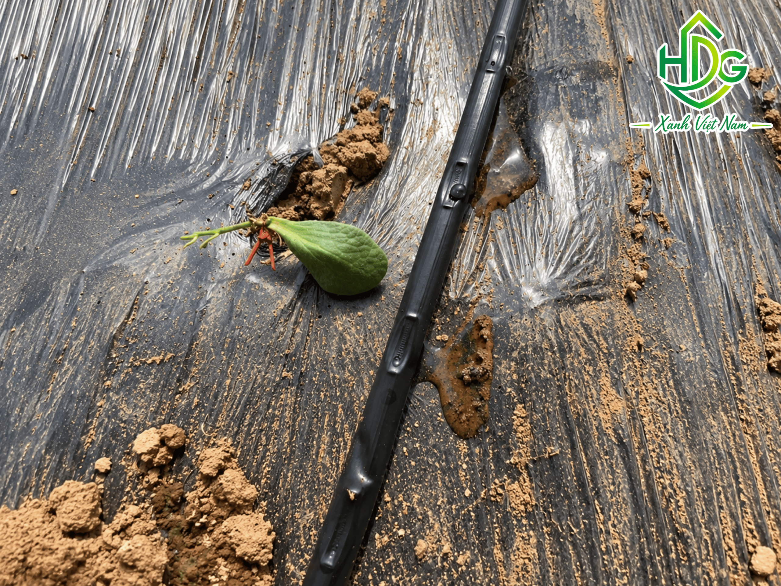 Dây tưới nhỏ giọt khoảng cách 10cm
