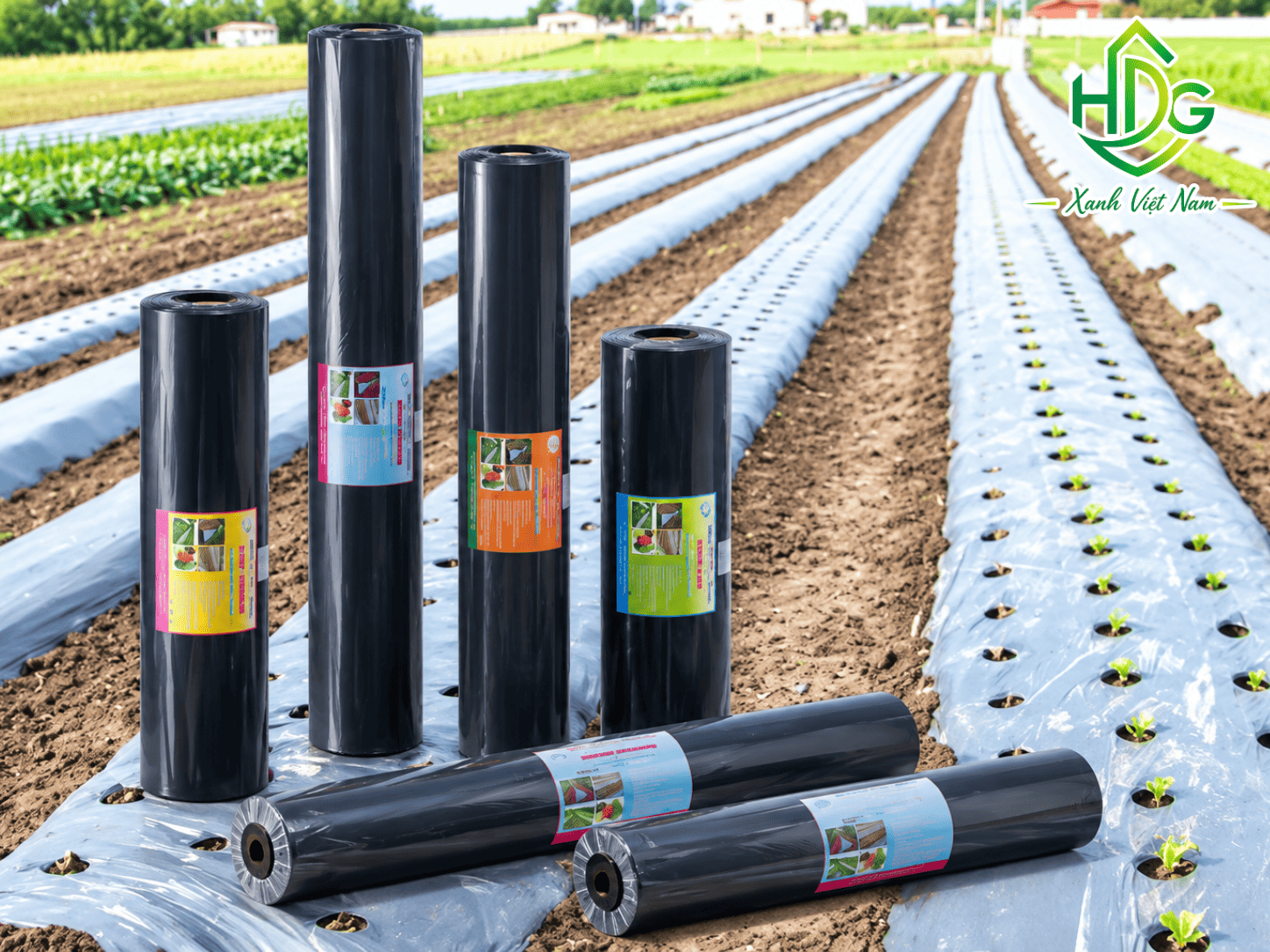 Màng phủ nông nghiệp được trải trên luống trồng giúp giữ ẩm và hạn chế cỏ dại