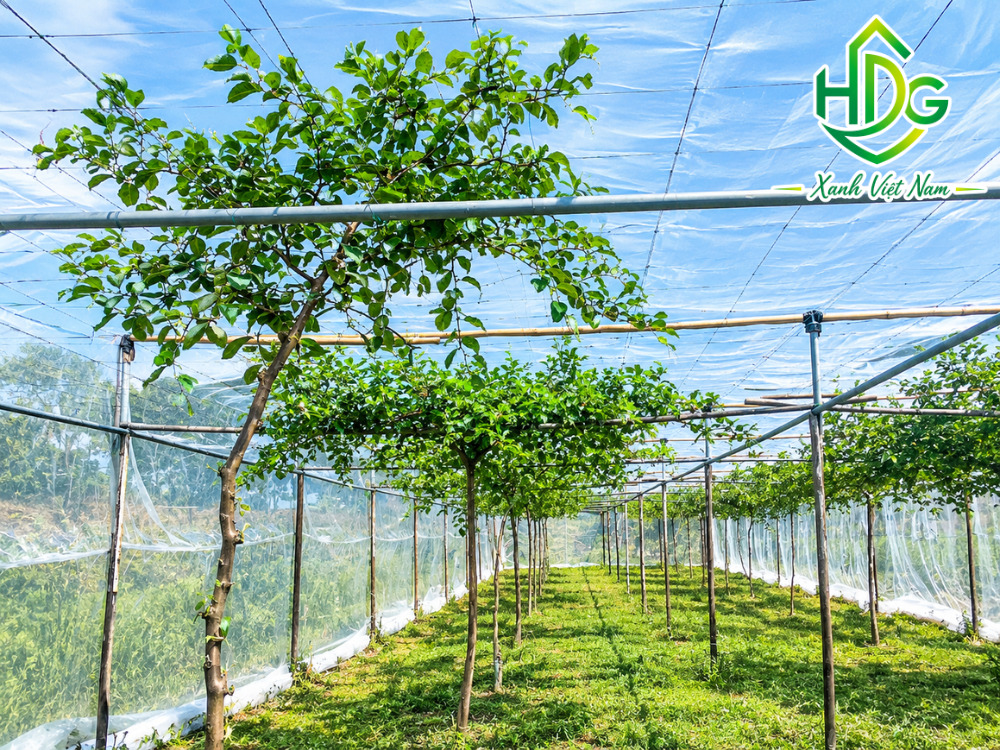 Các loại cây nên sử dụng lưới trùm cây ăn trái