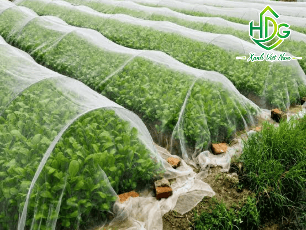 Thi công lưới cho trang trại, vườn ươm và khu vực sản xuất nông nghiệp